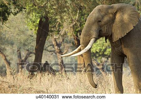 Stock Image - African elephant - Loxodonta africana - Bull walking at dawn. Fotosearch