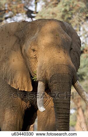 African elephant - Loxodonta africana - bull, Mana Pools National Park, Zimbabwe, Africa View Large Photo Image Stock Image - African elephant - Loxodonta africana - bull, Mana Pools National Park, Zimbabwe, Africa. Fotosearch