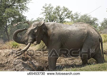 African elephant - Loxodonta africana - bull, having a mud bath, Mana Pools National Park, Zimbabwe, Africa View Large Photo Image Stock Image - African elephant - Loxodonta africana - bull, having a mud bath, Mana Pools National Park, Zimbabwe, Africa. Fotosearch