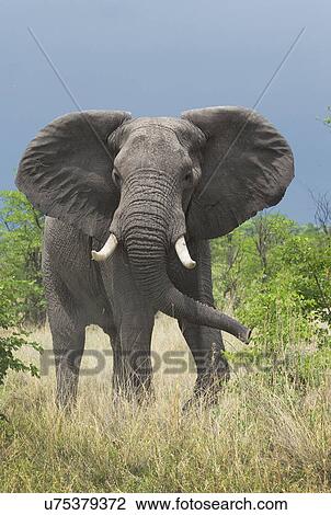 Stock Image - African elephant (Loxodonta africana). Fotosearch