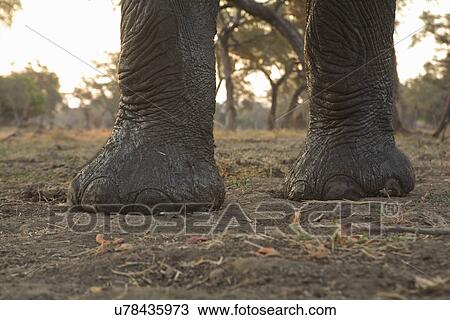 Stock Image - African elephant - Loxodonta africana - front feet. Fotosearch