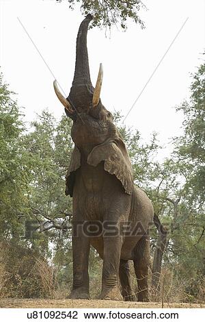 Stock Image - African elephant - Loxodonta africana. Fotosearch