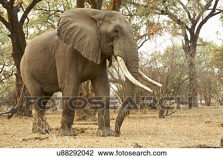African Elephant - Loxodonta africana - mature bull View Large Photo Image Stock Image - African Elephant - Loxodonta africana - mature bull. Fotosearch