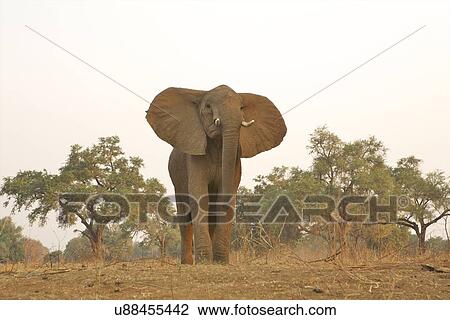 Stock Image - African elephant - Loxodonta africana. Fotosearch