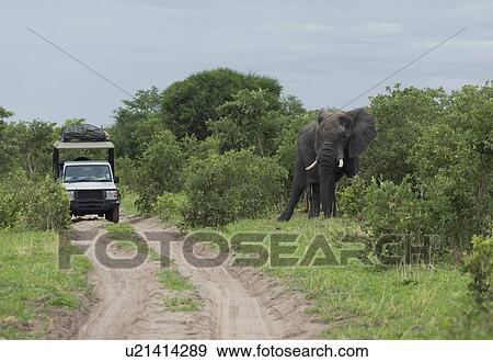 African elephant (Loxodonta africana) near safari jeep View Large Photo Image Stock Photo - African elephant (Loxodonta africana) near safari jeep. Fotosearch
