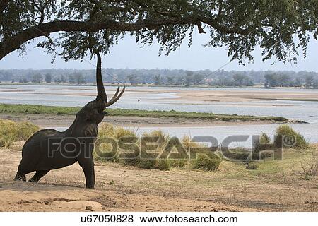 Stock Photo - African elephant - Loxodonta africana - reaching up to acacia tree, Mana Pools National Park, Zimbabwe, Africa. Fotosearch