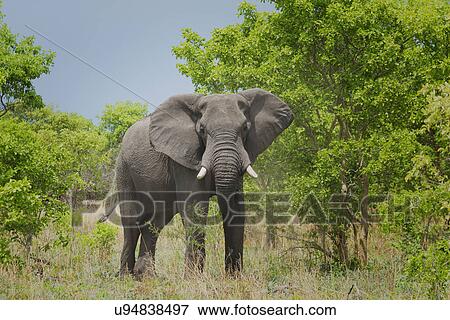 Stock Photo - African elephant (Loxodonta africana). Fotosearch