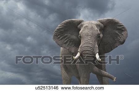Stock Photograph - African elephant (Loxodonta africana). Fotosearch