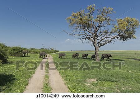 African elephants (Loxodonta africana) walking in line View Large Photo Image Stock Photo - African elephants (Loxodonta africana) walking in line. Fotosearch
