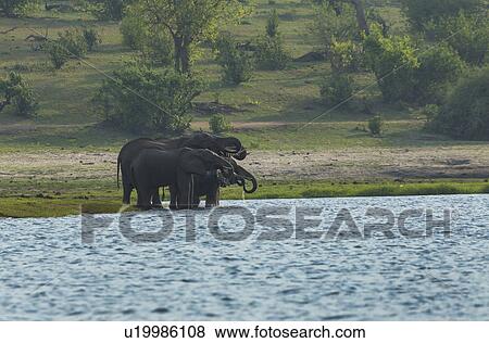 Stock Photo - African elephants (Loxodonta africana) drinking in Chobe River. Fotosearch