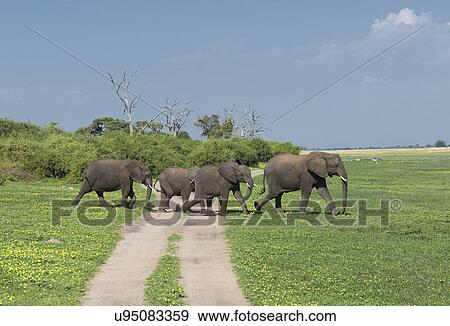 African elephants (Loxodonta africana) View Large Photo Image Stock Photo - African elephants (Loxodonta africana). Fotosearch