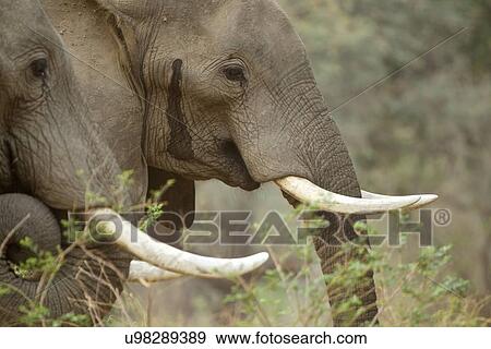 Stock Photo - African elephants - Loxodonta africana. Two bulls. The right hand elephant is weeping from his temporal gland - usually an indicator of stress. Fotosearch