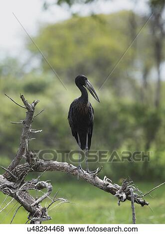 Stock Photo - African openbill stork, (Anastomus lamelligerus). Fotosearch