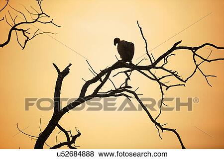 Stock Photo - (African) White-backed vulture - Gyps africanus. Fotosearch