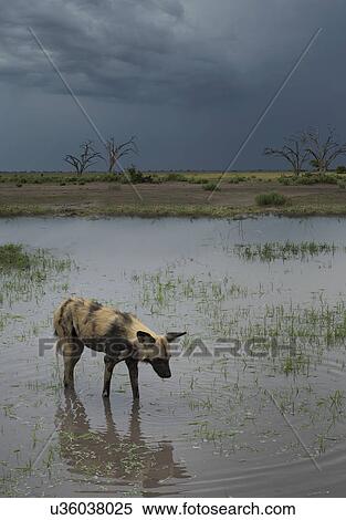Stock Photography - African Wild Dog (Lycaon Pictus). Fotosearch