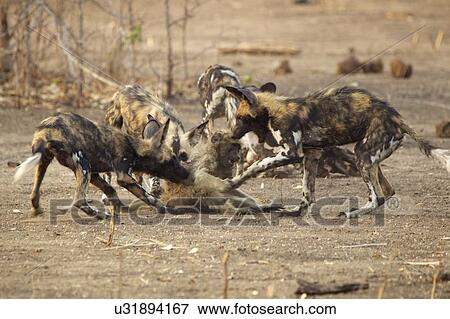 African Wild Dogs - Lycaon pictus - on juvenile baboon - Papio cynocephalus ursinus. The adults caught three juvenile baboons & gave them to the pups in the pack to teach them how to kill View Large Photo Image Stock Photo - African Wild Dogs - Lycaon pictus - on juvenile baboon - Papio cynocephalus ursinus. The adults caught three juvenile baboons & gave them to the pups in the pack to teach them how to kill. Fotosearch