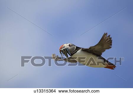 Atlantic Puffin in flight with fish in mouth, Farne Islands, Northumberland, England View Large Photo Image Picture - Atlantic Puffin in flight with fish in mouth, Farne Islands, Northumberland, England. Fotosearch