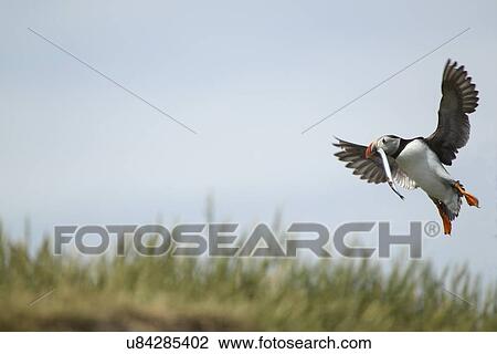 Stock Image - Atlantic Puffin in flight with fish in mouth, Farne Islands, Northumberland, England. Fotosearch