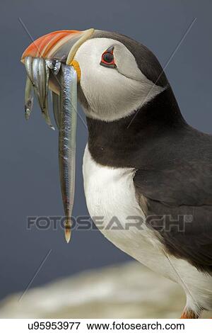 Atlantic Puffin with fish in mouth, Farne Islands, Northumberland, England View Large Photo Image Stock Photo - Atlantic Puffin with fish in mouth, Farne Islands, Northumberland, England. Fotosearch