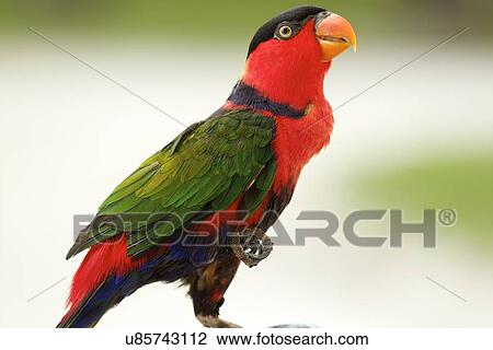 Black-capped Lory, Maldives View Large Photo Image Stock Image - Black-capped Lory, Maldives. Fotosearch