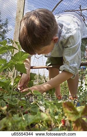 Boy berry-picking View Large Photo Image Picture - Boy berry-picking. Fotosearch