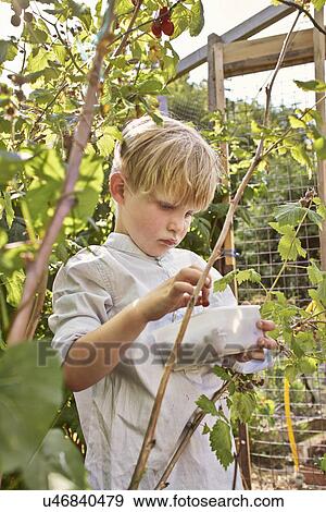 Stock Photo - Boy berry-picking. Fotosearch
