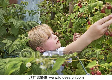 Boy berry-picking View Large Photo Image Stock Photo - Boy berry-picking. Fotosearch