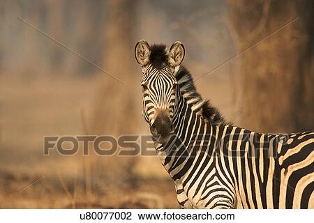 Burchell's Zebra - Equus burchelli, Mana Pools National Park, Zimbabwe, Africa View Large Photo Image Stock Image - Burchell's Zebra - Equus burchelli, Mana Pools National Park, Zimbabwe, Africa. Fotosearch