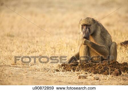 Chacma Baboon - Papio cynocephalus ursinas - feeding at dawn View Large Photo Image Stock Photo - Chacma Baboon - Papio cynocephalus ursinas - feeding at dawn. Fotosearch