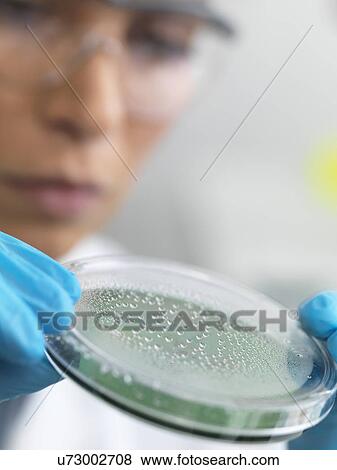 Stock Photo - Close up of female scientist examining micro organisms in petri dish. Fotosearch