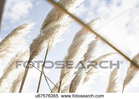 Close up of pampas grass in sunlight View Large Photo Image Stock Photography - Close up of pampas grass in sunlight. Fotosearch