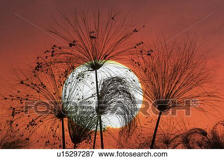 Close up of papyrus at dusk, Okavango Delta, Chobe National Park, Botswana, Africa View Large Photo Image Stock Photo - Close up of papyrus at dusk, Okavango Delta, Chobe National Park, Botswana, Africa. Fotosearch