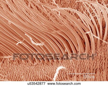 Stock Photo - Coloured SEM of antenna of a hawk moth. Fotosearch