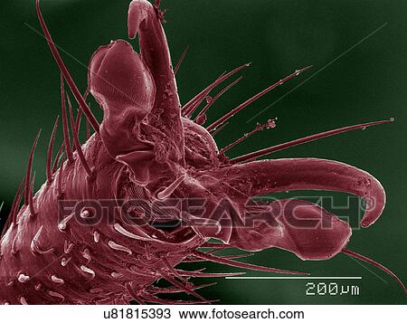 Coloured SEM of Box Elder Bug View Large Photo Image Stock Image - Coloured SEM of Box Elder Bug. Fotosearch