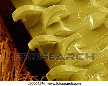 Stock Photograph - Coloured SEM of hook and loop fabric. Fotosearch