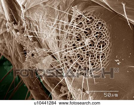 Picture - Coloured SEM of Psocoptera (Bark Louse). Fotosearch