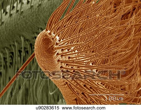 Stock Photography - Coloured SEM of Saturniidae moth. Fotosearch