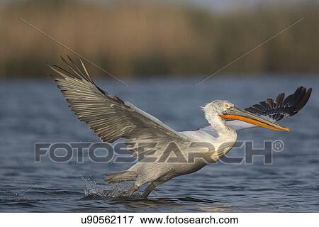 Dalmatian Pelican (Pelecanus crispus) taking off at dawn, Danube Delta, Romania View Large Photo Image Stock Photo - Dalmatian Pelican (Pelecanus crispus) taking off at dawn, Danube Delta, Romania. Fotosearch