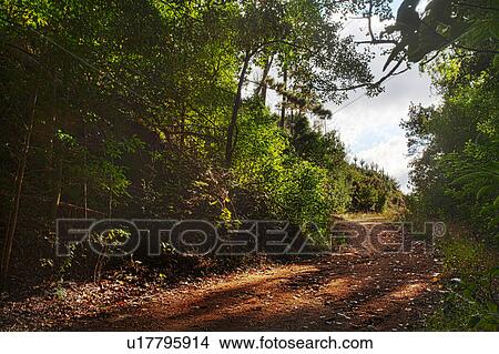 Picture - Dirt track and forest in sunlight. Fotosearch