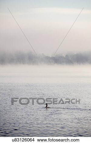 Duck swimming in mist on Lake Maggiore, Stresa, Italy View Large Photo Image Picture - Duck swimming in mist on Lake Maggiore, Stresa, Italy. Fotosearch