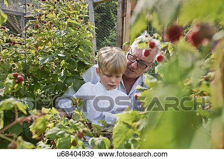 Stock Photo - Father and son berry-picking. Fotosearch