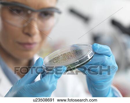Stock Image - Female scientist examining micro organisms in petri dish. Fotosearch