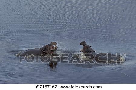 Stock Image - Fighting Hippos (Hippopotamus amphibius). Fotosearch