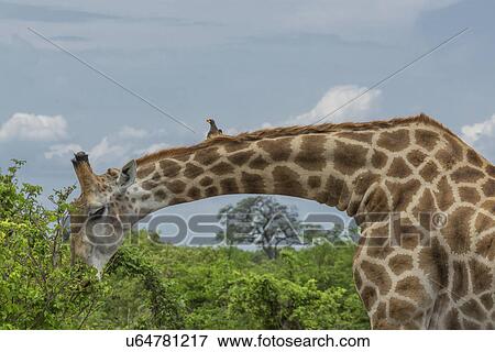 Giraffe (Giraffa camelopardalis) eating leaves View Large Photo Image Stock Photo - Giraffe (Giraffa camelopardalis) eating leaves. Fotosearch