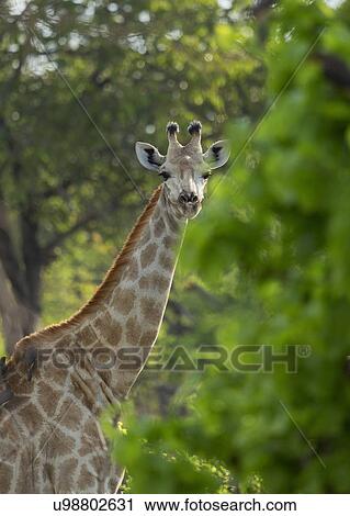 Giraffe (Giraffa camelopardalis) View Large Photo Image Stock Image - Giraffe (Giraffa camelopardalis). Fotosearch