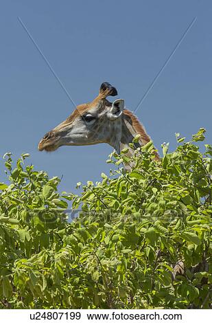 Giraffe (Giraffa camelopardalis) View Large Photo Image Stock Photo - Giraffe (Giraffa camelopardalis). Fotosearch