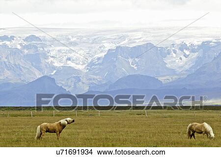 Glacier and Icelandic horses View Large Photo Image Picture - Glacier and Icelandic horses. Fotosearch