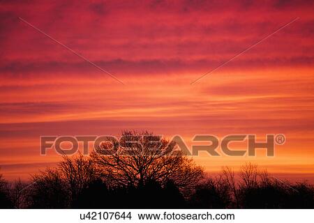 Picture - Glowing pink sunrise and silhouetted trees. Fotosearch