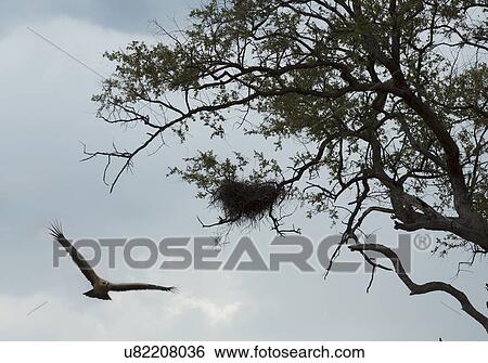 Stock Photograph - Hawk reaching nest. Fotosearch