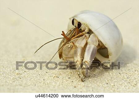 Stock Image - Hermit crab in a shell, Maldives. Fotosearch